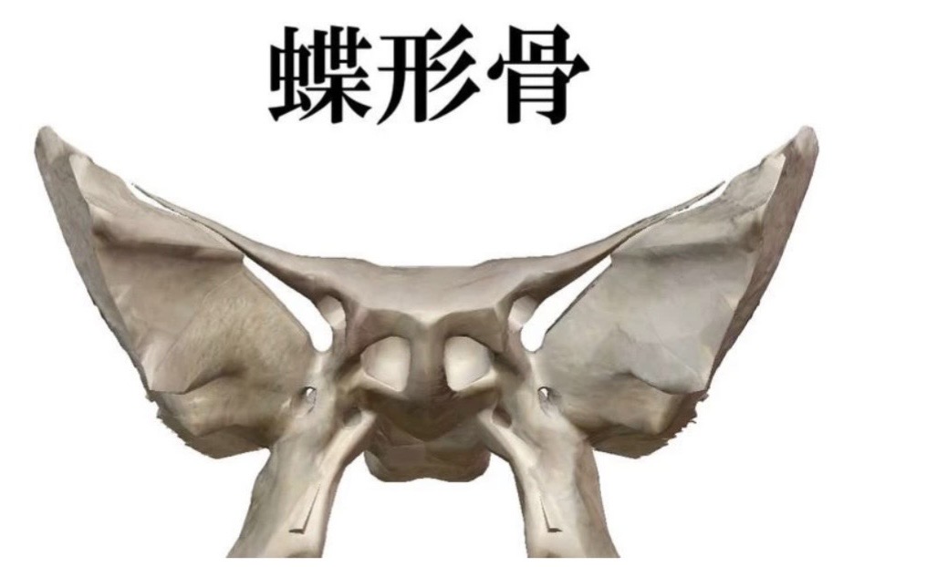 蝶形骨の図